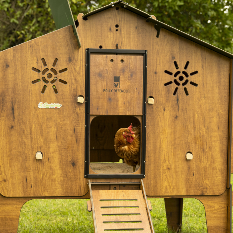 pollaio galline ovaiole da giardino